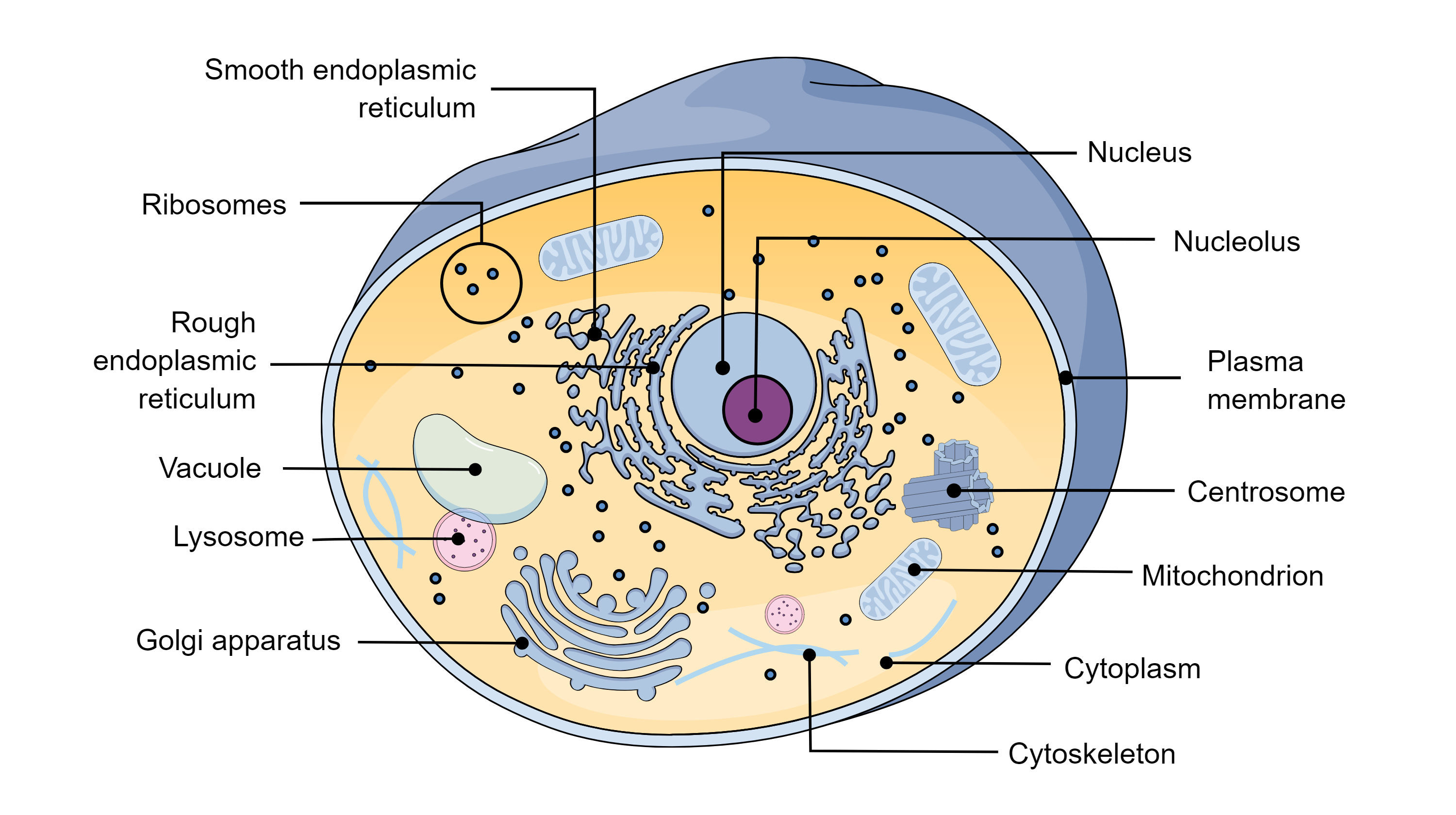 Graphical Abstracts template Animal Cell Structure