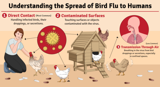 Slides Presentations template preview