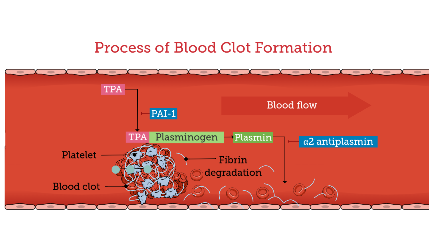 Graphical Abstracts template Blood Clot Formation, Blood Clotting Process, Blood Clotting Mechanism