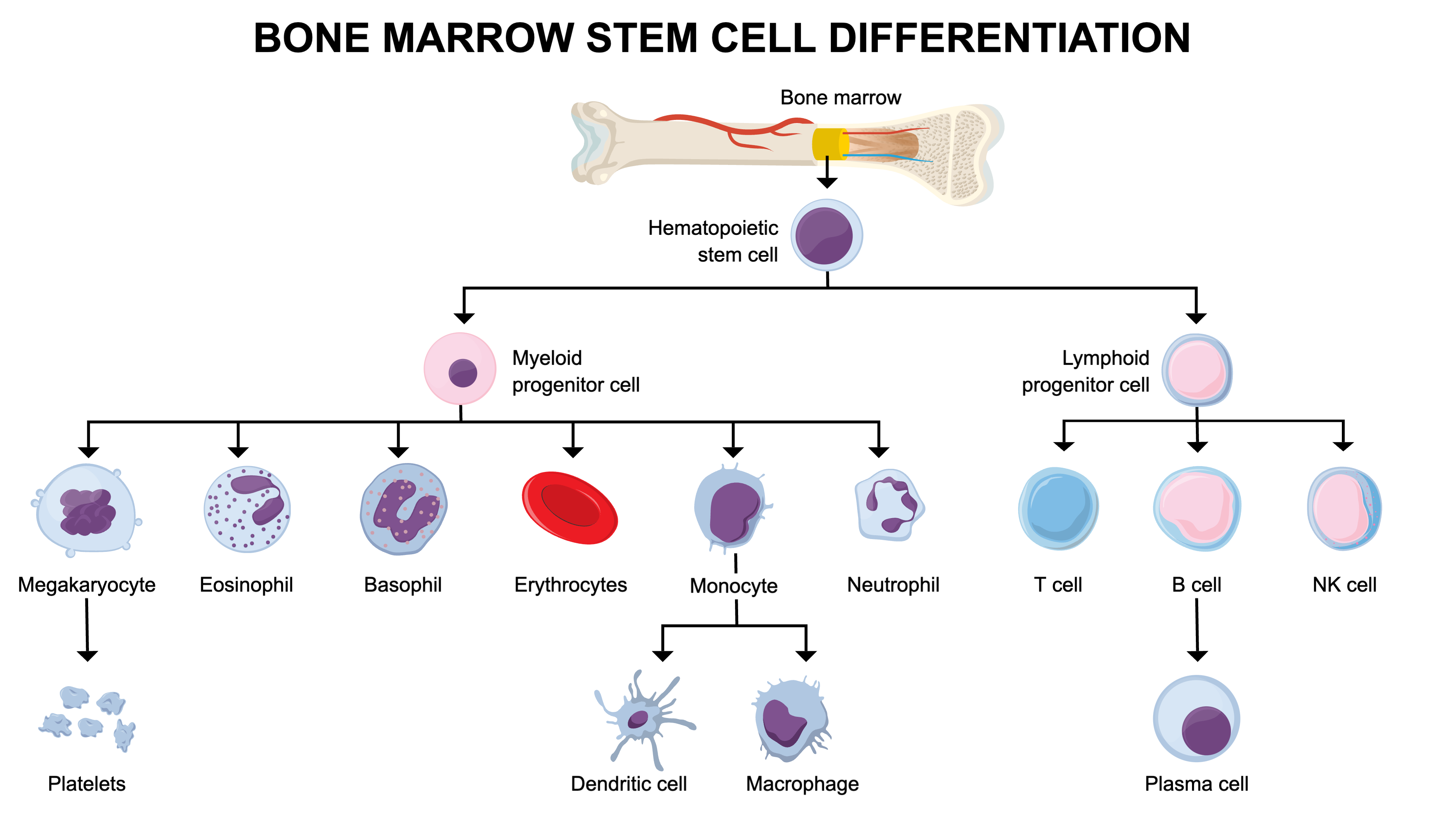 Graphical Abstracts template Bone Marrow Stem Cell Differentiation