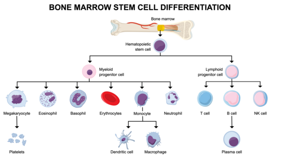 Graphical Abstracts template preview