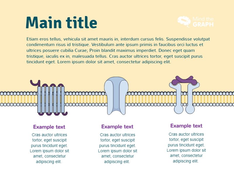Slides Presentations template Cell membrane3