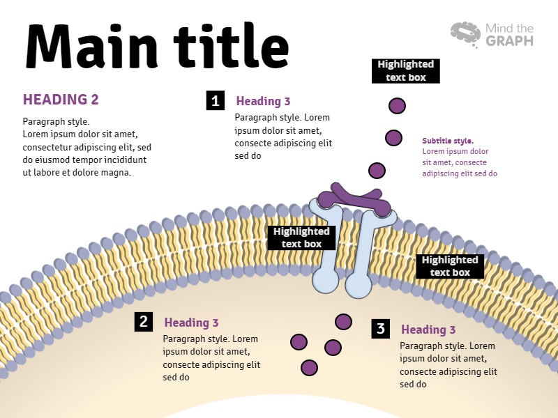 Slides Presentations template Cell membrane4