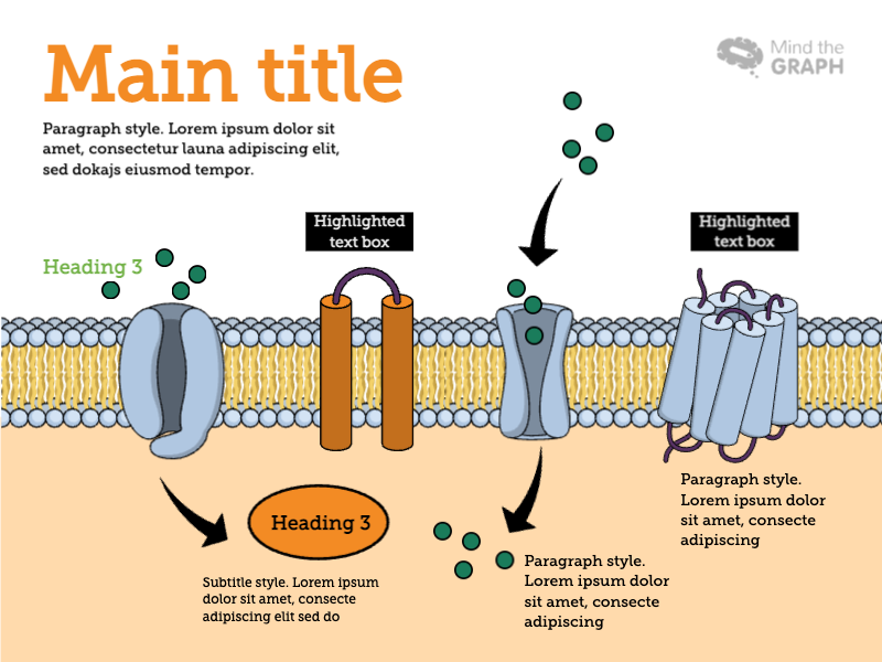 Slides Presentations template Channels and Receptors Template