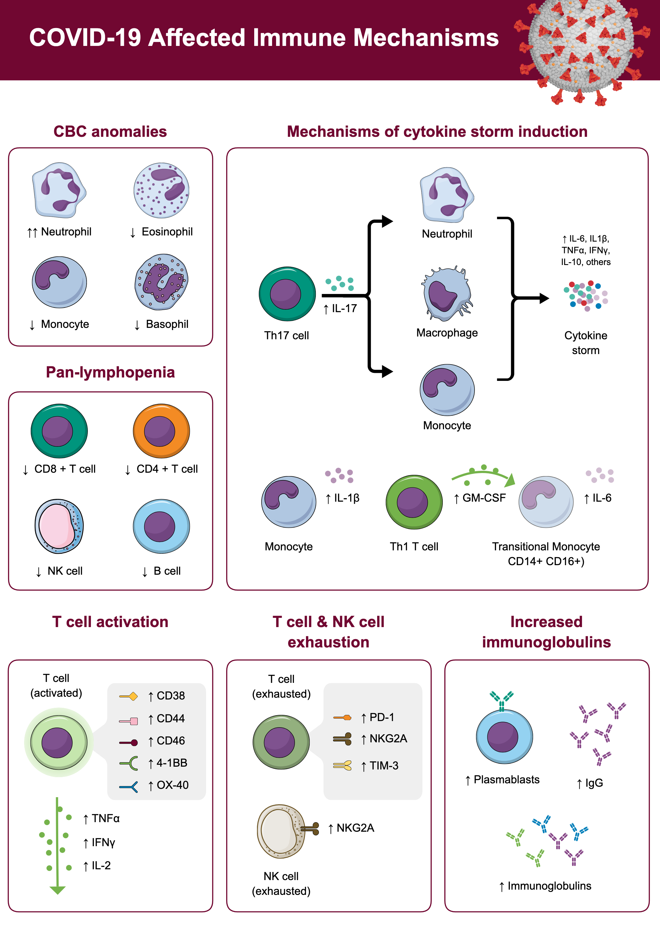 Infographics template COVID-19 Affected Immune Mechanisms