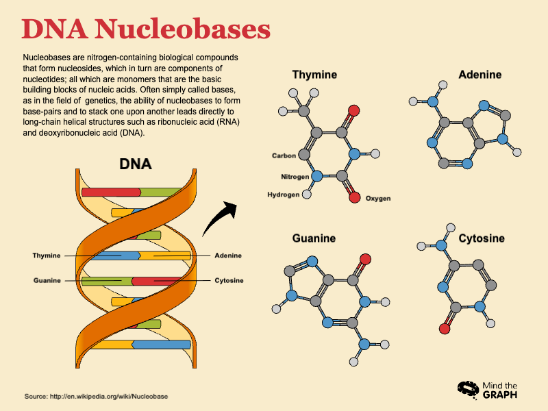 Slides Presentations template DNA Nucleobases