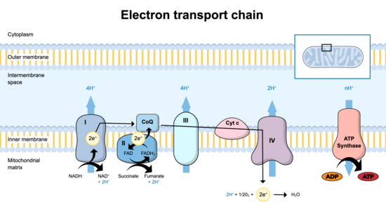 Graphical Abstracts template preview