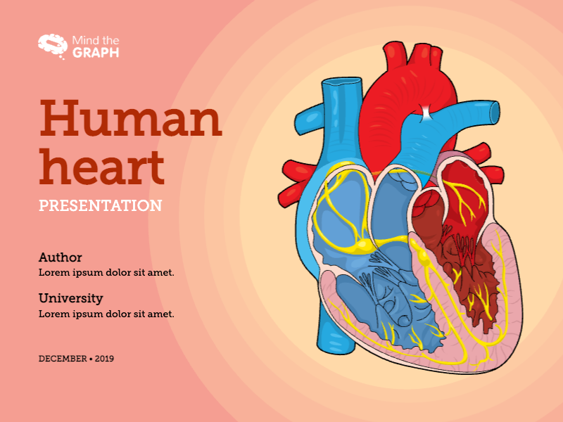 Slides Presentations template Human heart presentation