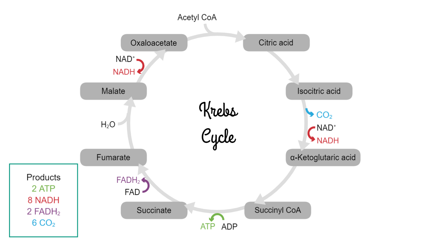 Graphical Abstracts template Krebs Cycle