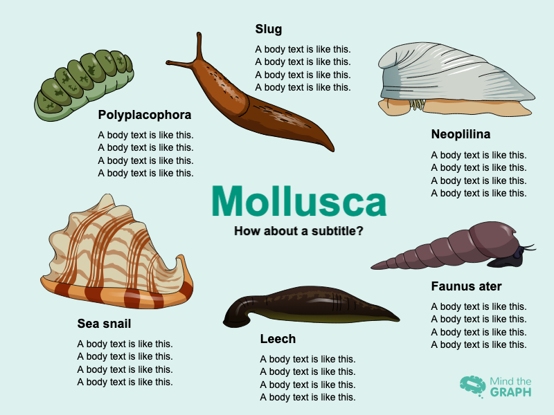 Slides Presentations template Mollusca