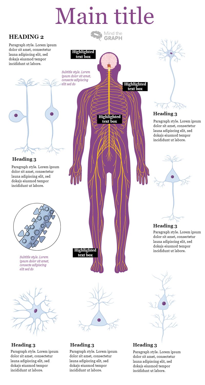 Infographics template Neuron types in the nervous system