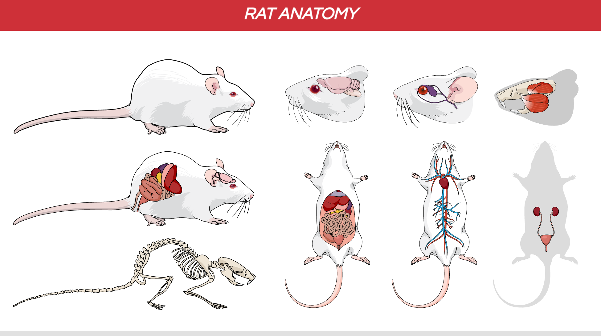 Graphical Abstracts template Rat Anatomy