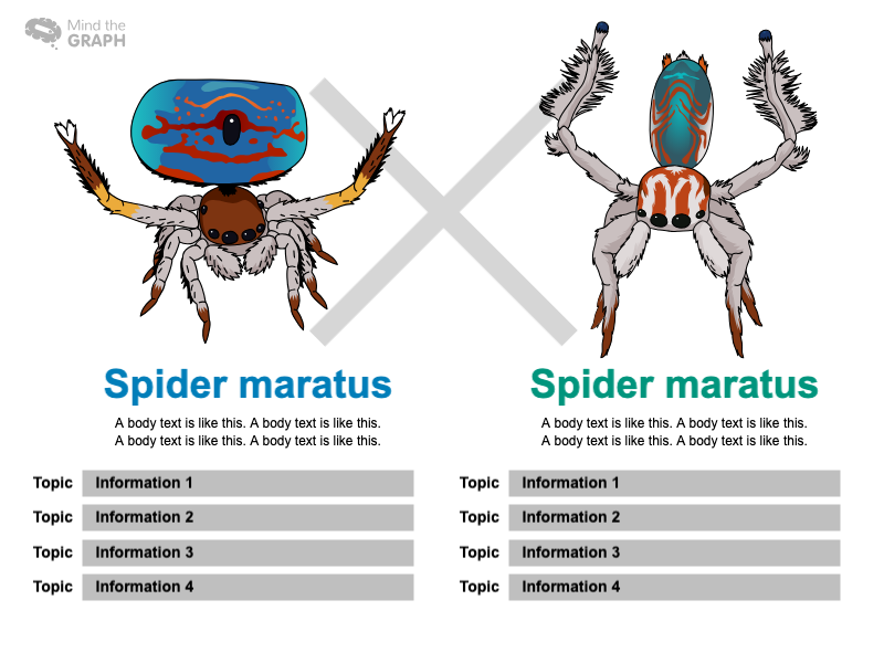 Slides Presentations template Spider Maratus