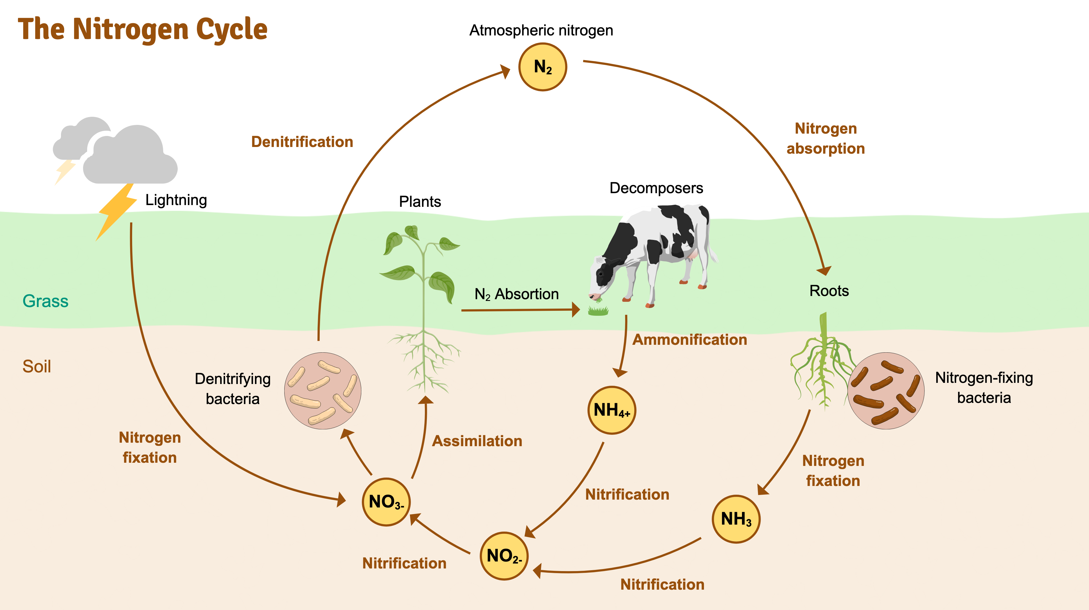 Graphical Abstracts template The Nitrogen Cycle