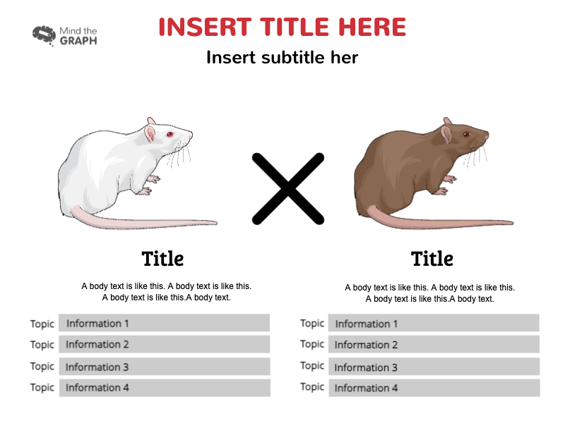 Slides Presentations template Versus rat