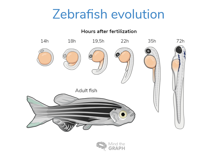Slides Presentations template Zebrafish evolution